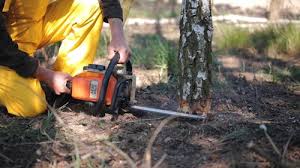 Best Fruit Tree Pruning  in New Hope, MS