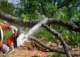 Best Arborist Consultation Services  in New Hope, MS