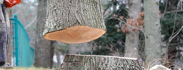 How Our Tree Care Process Works  in  New Hope, MS