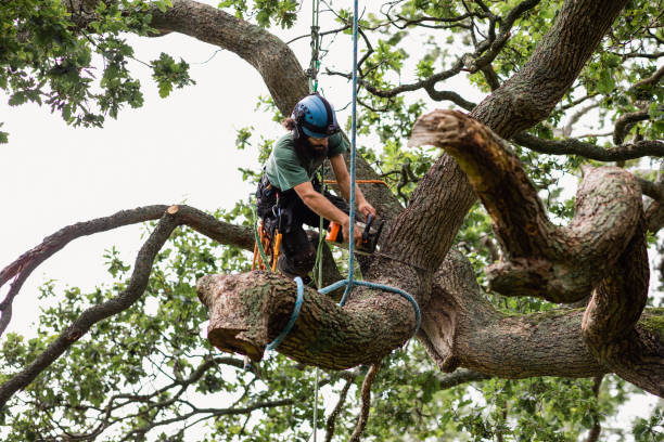 Best Tree Maintenance Programs  in New Hope, MS