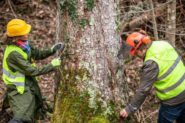 Best Tree Preservation Services  in New Hope, MS
