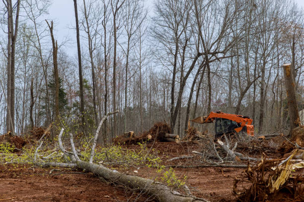 Best Tree Cabling and Bracing  in New Hope, MS