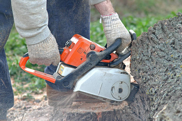 Reliable New Hope, MS Tree Care Solutions