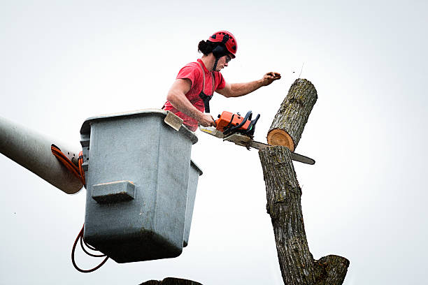 Best Seasonal Cleanup (Spring/Fall)  in New Hope, MS
