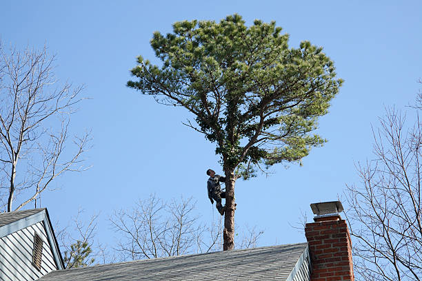 Best Lawn Mowing  in New Hope, MS