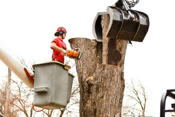 Best Tree Risk Assessment  in New Hope, MS